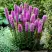 Лиатрис РОЗЕА колосковая в Слониме
