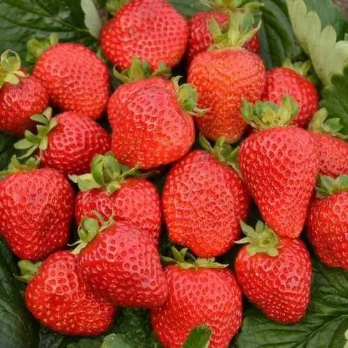 Клубника САН АНДРЕАС ремонтантная  Клубника САН АНДРЕАС ремонтантная в Слониме