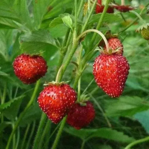 Земляника АЛЬПИЙСКАЯ  Земляника АЛЬПИЙСКАЯ в Слониме