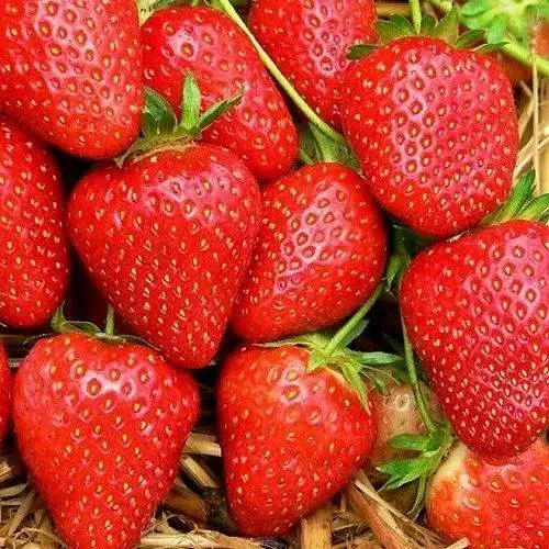 Клубника КВИКИ  Клубника КВИКИ в Слониме