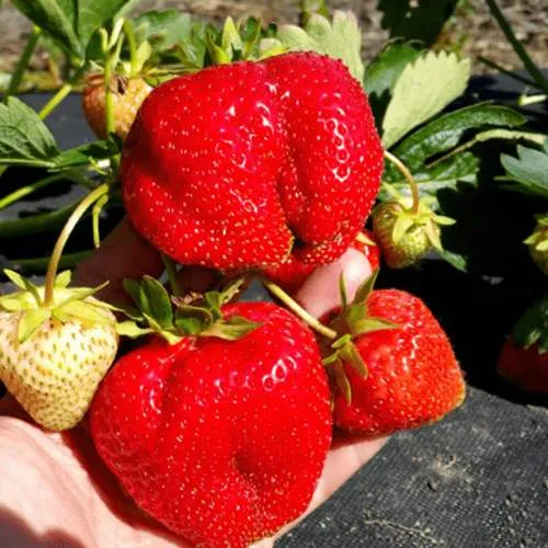 Клубника АПРИКА  Клубника АПРИКА в Слониме