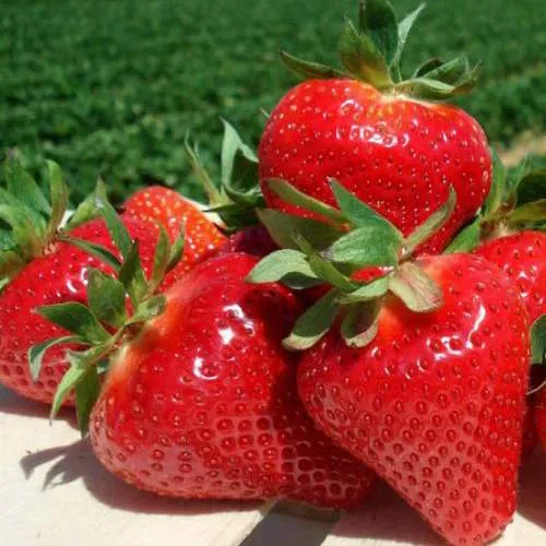 Клубника ДЖОЛИ  Клубника ДЖОЛИ в Слониме