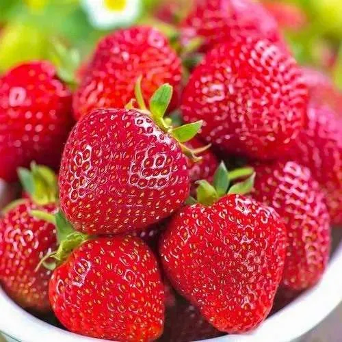 Клубника СИЛЬВИЯ  Клубника СИЛЬВИЯ в Слониме