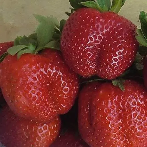 Клубника ДЕСТЕНИ  Клубника ДЕСТЕНИ в Слониме