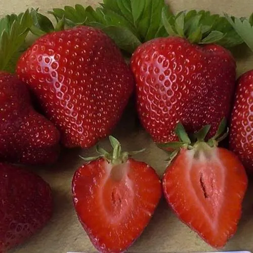 Клубника САНДРА  Клубника САНДРА в Слониме