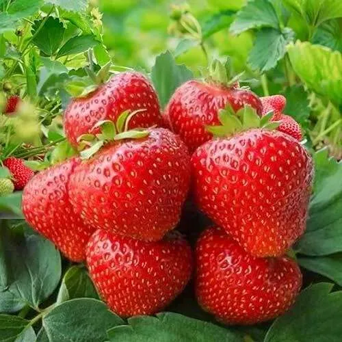 Клубника КИМБЕРЛИ  Клубника КИМБЕРЛИ в Слониме