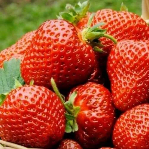 Клубника ФЛОРЕНС  Клубника ФЛОРЕНС в Слониме