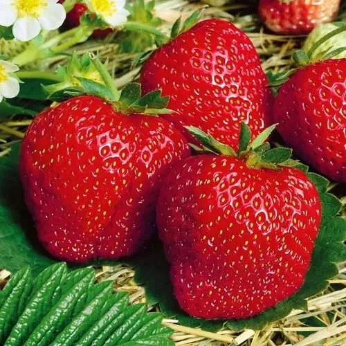 Клубника ВИМА ЗАНТА  Клубника ВИМА ЗАНТА в Слониме