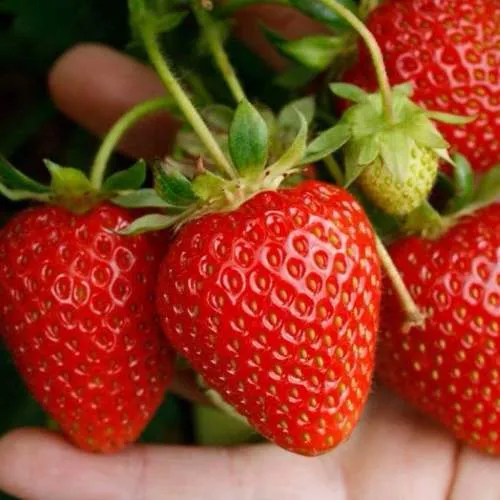 Клубника ПОРТОЛА ремонтантная  Клубника ПОРТОЛА ремонтантная в Слониме