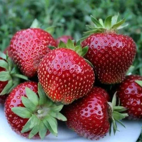 Клубника МАЛЬВИНА  Клубника МАЛЬВИНА в Слониме