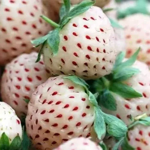 Клубника АНАНАСА ремонтантная  Клубника АНАНАСА ремонтантная в Слониме