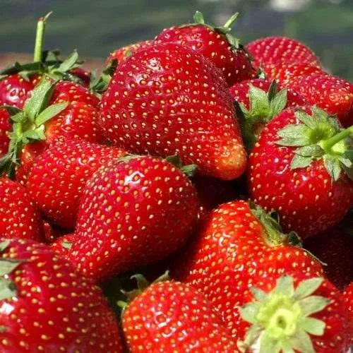 Клубника ПИРЧИНКЬЮ  Клубника ПИРЧИНКЬЮ в Слониме