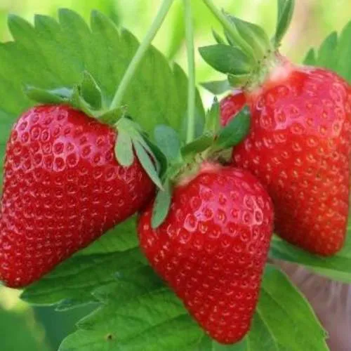 Клубника КЛОДИЯ  Клубника КЛОДИЯ в Слониме