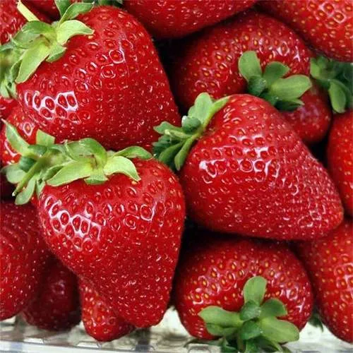 Клубника СКАЛА  Клубника СКАЛА в Слониме