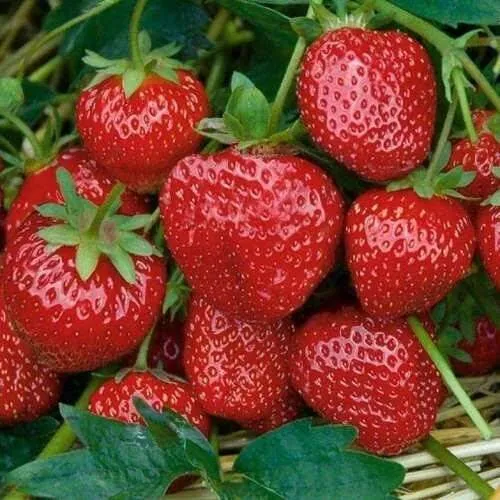 Клубника СЕЛЬВА ремонтантная  Клубника СЕЛЬВА ремонтантная в Слониме