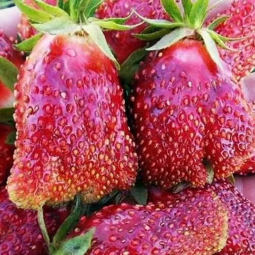 Клубника КУПЧИХА  Клубника КУПЧИХА в Слониме