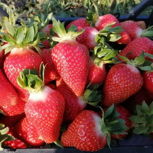 Клубника ЛЮЧИЯ  Клубника ЛЮЧИЯ в Слониме