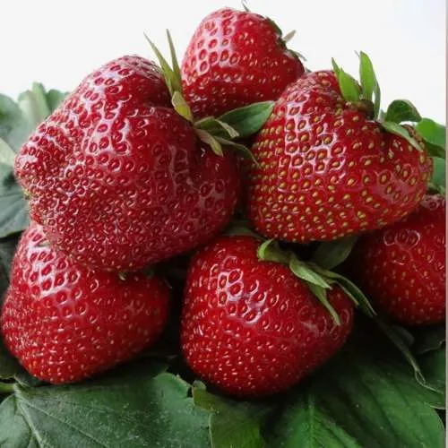 Клубника НАБИЛА  Клубника НАБИЛА в Слониме