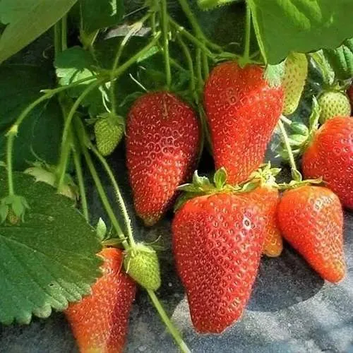 Клубника РОКСАНА  Клубника РОКСАНА в Слониме