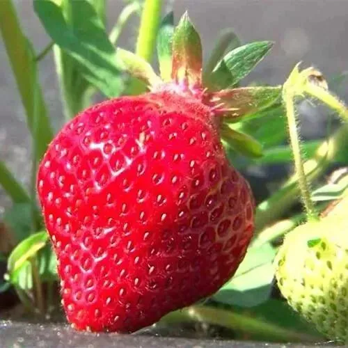 Клубника ХОНЕЙ  Клубника ХОНЕЙ в Слониме