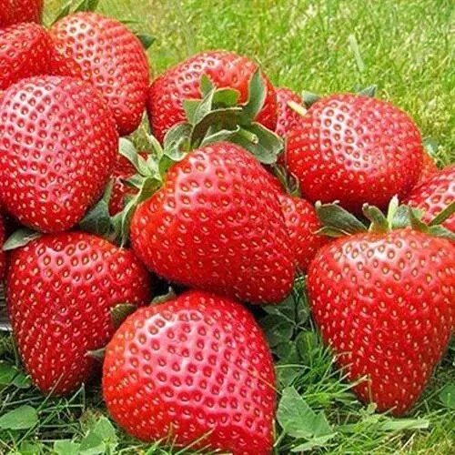 Клубника ЭЛИАНЕ  Клубника ЭЛИАНЕ в Слониме