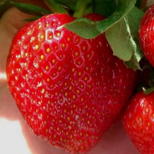 Клубника МАГНУС  Клубника МАГНУС в Слониме