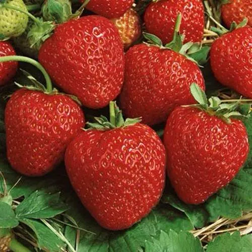 Клубника КОРОНА  Клубника КОРОНА в Слониме