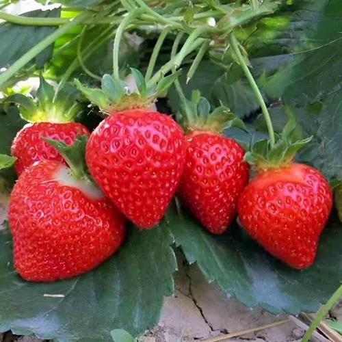 Клубника ТЕА  Клубника ТЕА в Слониме