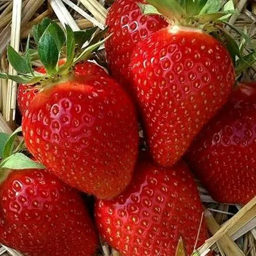 Клубника СИБИЛЛА  Клубника СИБИЛЛА в Слониме