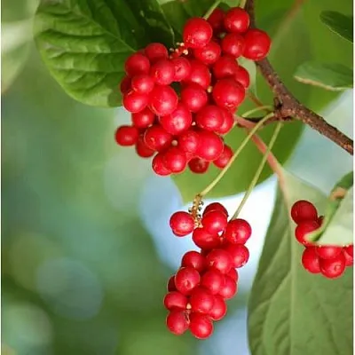 Лимонник ДЕБЮТ китайский  Лимонник ДЕБЮТ китайский в Слониме