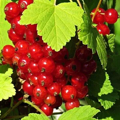 Смородина красная ГАЗЕЛЬ  Смородина красная ГАЗЕЛЬ в Слониме