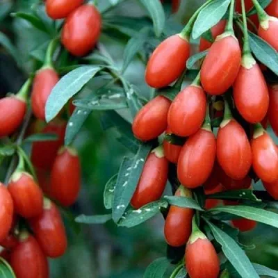 Годжи NEW BIG  Годжи NEW BIG в Слониме