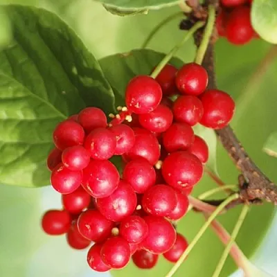 Лимонник ДЕДОВСКИЙ  Лимонник ДЕДОВСКИЙ в Слониме