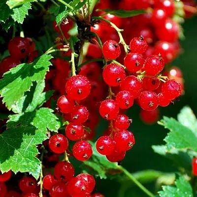 Смородина красная НЕНАГЛЯДНАЯ  Смородина красная НЕНАГЛЯДНАЯ в Слониме