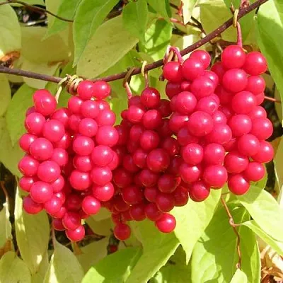 Лимонник ПЕРВЕНЕЦ китайский  Лимонник ПЕРВЕНЕЦ китайский в Слониме