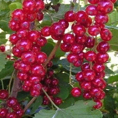 Смородина красная ПУРПУРНАЯ  Смородина красная ПУРПУРНАЯ в Слониме