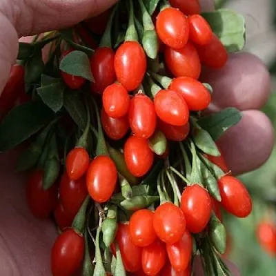 Годжи КОРЕАН БИГ  Годжи КОРЕАН БИГ в Слониме