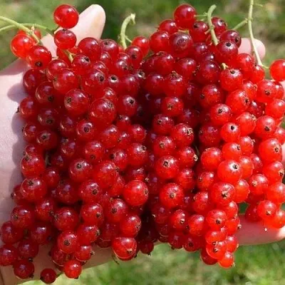 Смородина красная РЕД ПУЛ  Смородина красная РЕД ПУЛ в Слониме