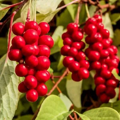 Лимонник КОСТИК китайский  Лимонник КОСТИК китайский в Слониме