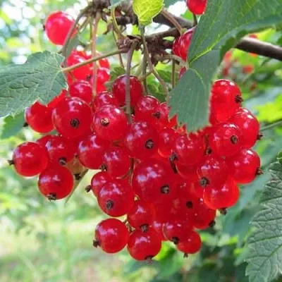 Смородина красная КРАСНАЯ АНДРЕЙЧЕНКО  Смородина красная КРАСНАЯ АНДРЕЙЧЕНКО в Слониме