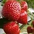 Клубника АРГЕНТЕРА в Слониме