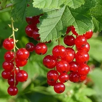 Смородина красная РОНДОМ  Смородина красная РОНДОМ в Слониме