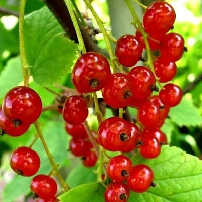 Смородина красная КОРАЛЛОВАЯ  Смородина красная КОРАЛЛОВАЯ в Слониме