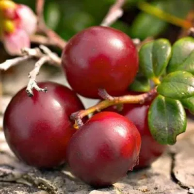 Клюква ЭРЛИ БЛЭК — описание сорта Клюква ЭРЛИ БЛЭК в Слониме