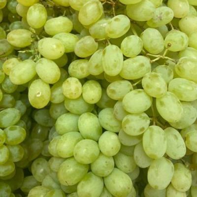 Зеленый в Слониме