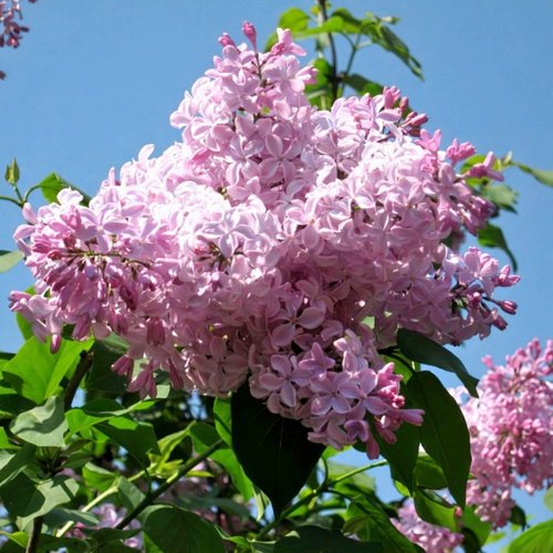 Сирень БУФФОН в Слониме