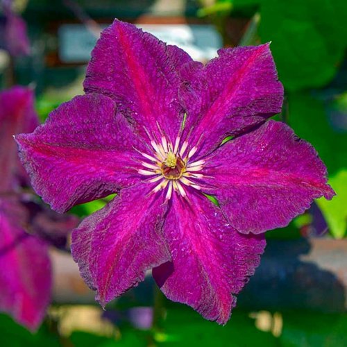 Клематис ГРЮНВАЛЬД в Слониме