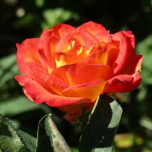 Роза ЛИНА чайно-гибридная  в Слониме