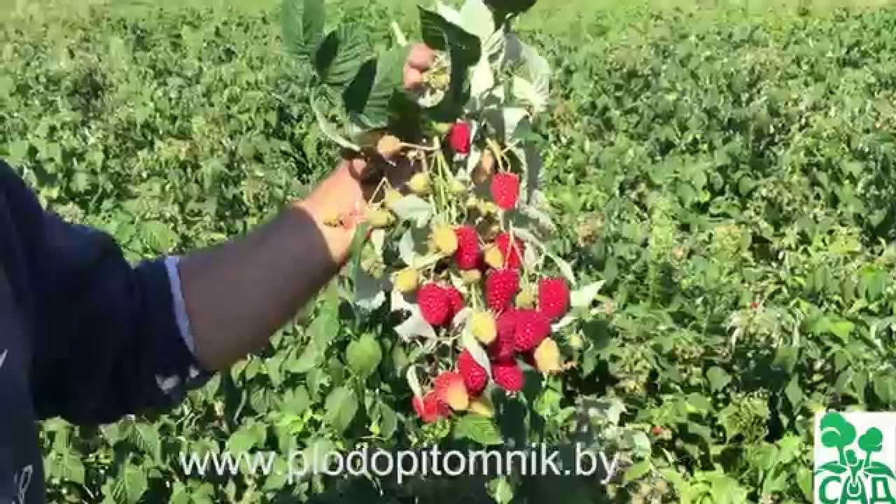 Превью видео