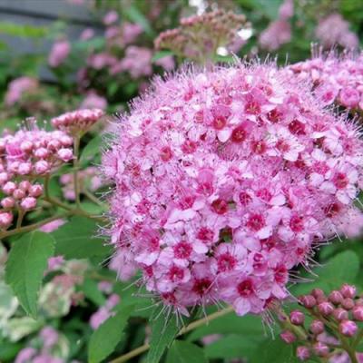 Розовая в Слониме